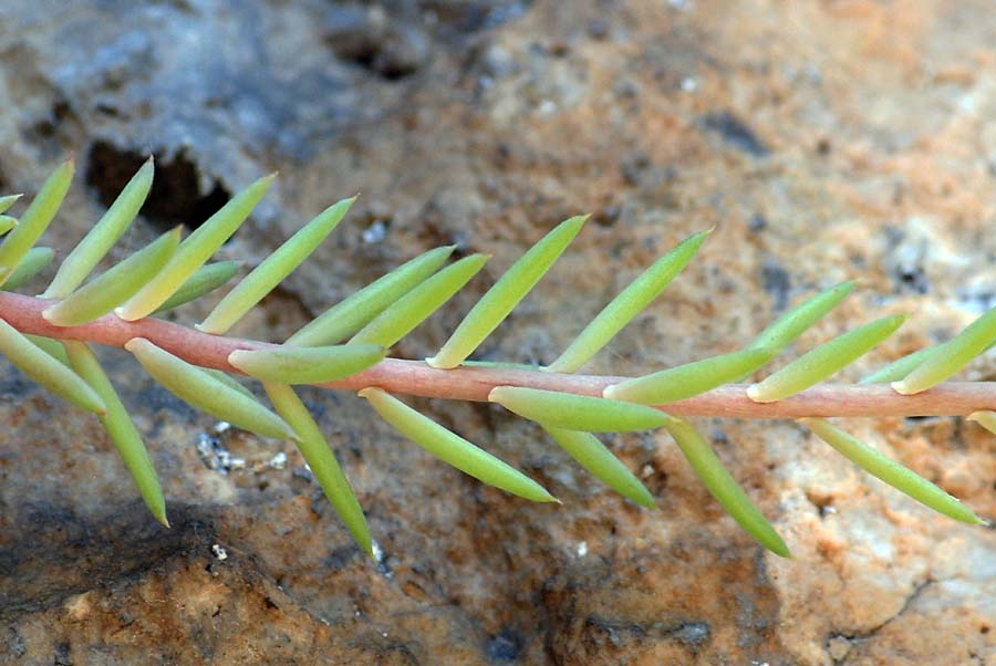 Petrosedum montanum (=Sedum motanum) / Borracina montana